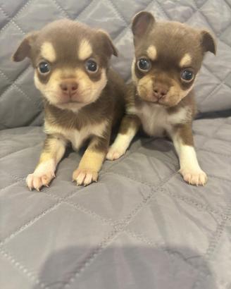 Cuccioli di chihuahua