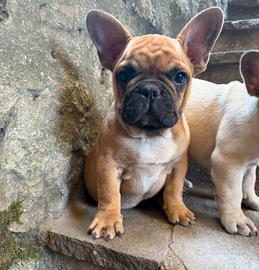 Ultimo cucciolo maschio di bulldog francese