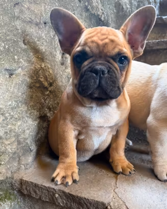 Ultimo cucciolo maschio di bulldog francese