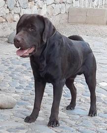 Labrador Chocolate per monta