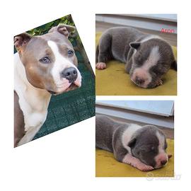 Amstaff blue- nuova cucciolata