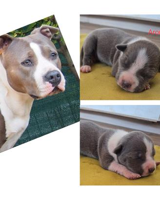 Amstaff blue- nuova cucciolata