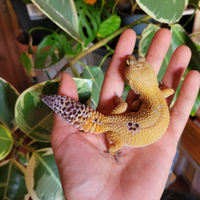 Geco leopardino