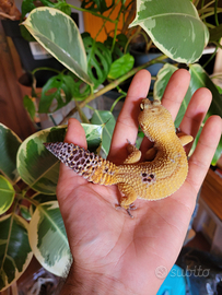 Geco leopardino