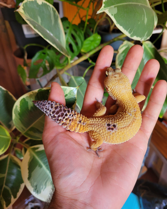 Geco leopardino