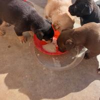 Cucciole razza METICCIO