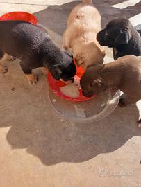 Cucciole razza METICCIO