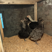 Disponibili pulcini e pulcinotti varie razze