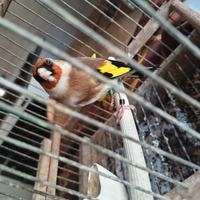 Cardellino di passata e di razza