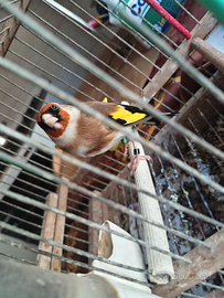 Cardellino di passata e di razza