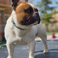 Bulldog francese per monta/riproduzione
