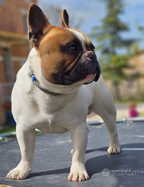 Bulldog francese per monta/riproduzione