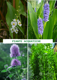 PIANTE ACQUATICHE