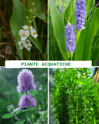 PIANTE ACQUATICHE