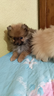 piccoli-spitz-cuccioli