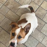 Jack Russel accoppiamento