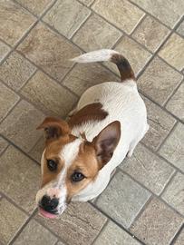 Jack Russel accoppiamento