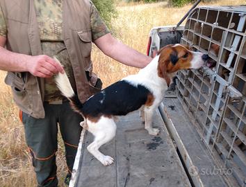 Cucciolone di Beagle