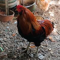 Gallo Araucana