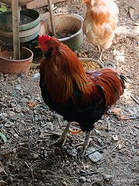 Gallo Araucana