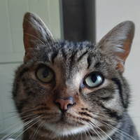 Magnifico gattino castrato Lancillotto