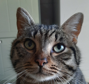 Magnifico gattino castrato Lancillotto