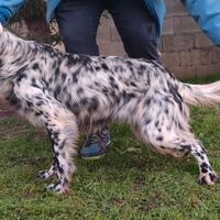 Setter Cucciolona