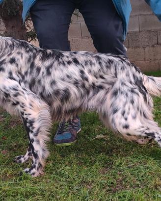 Setter Cucciolona