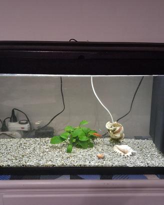 Acquario 100 litri