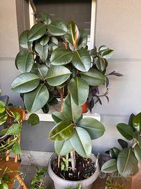 Ficus Elastica (Albero della Gomma) – Altezza 1,60