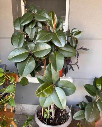 Ficus Elastica (Albero della Gomma) – Altezza 1,60