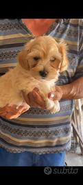 Maltipoo femmina cucciolo