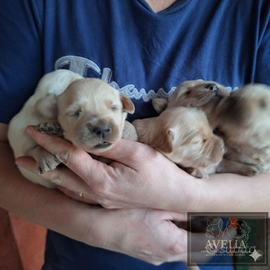 Golden retriever cuccioli