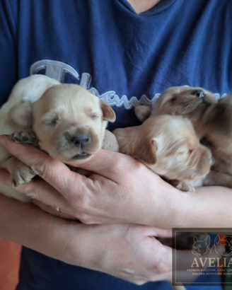 Golden retriever cuccioli