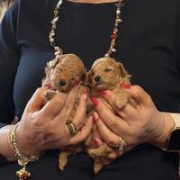 Barboncino mini toy red