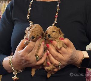 Barboncino mini toy red