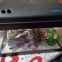 aquario completo 10 ltr