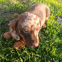 Cuccioli bassotto