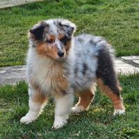Cucciola pastore australiano femmina pedigree
