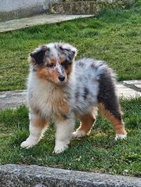 Cucciola pastore australiano femmina pedigree