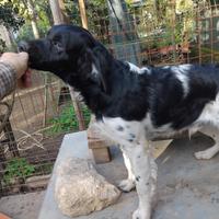 Breton epagneul cucciolo