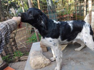 Breton epagneul cucciolo