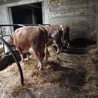 Vacche e manze pezzate rosse ( simmental)