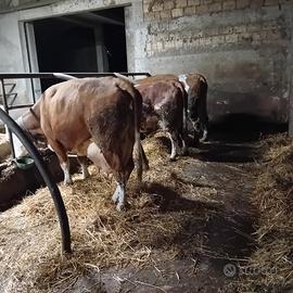 Vacche e manze pezzate rosse ( simmental)