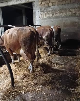 Vacche e manze pezzate rosse ( simmental)