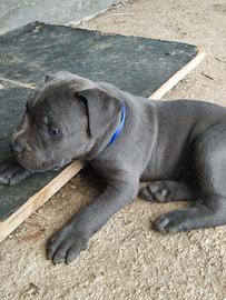 Cuccioli cane corso