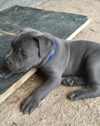 Cuccioli cane corso