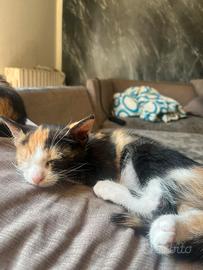 Due splendide gattine di 2 mesi