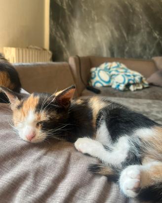 Due splendide gattine di 2 mesi