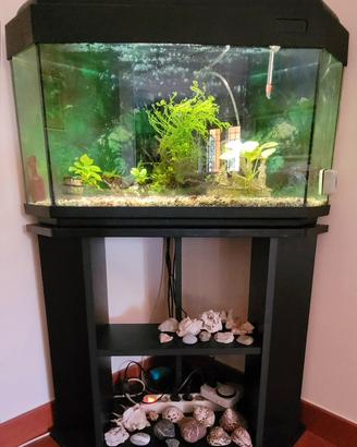 Acquario angolare